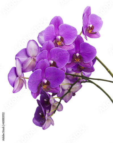 Fotografie, Obraz Dark purple orchid isolated on white background