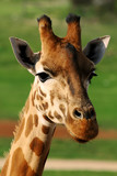 Giraffe Closeup Face