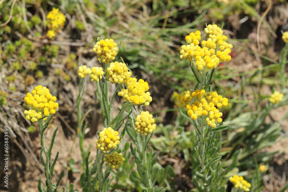 Obraz premium Helichrysum arenarium