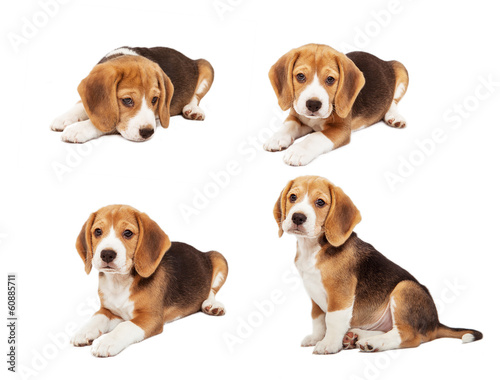 Fototapeta Naklejka Na Ścianę i Meble -  Cute beagle puppy