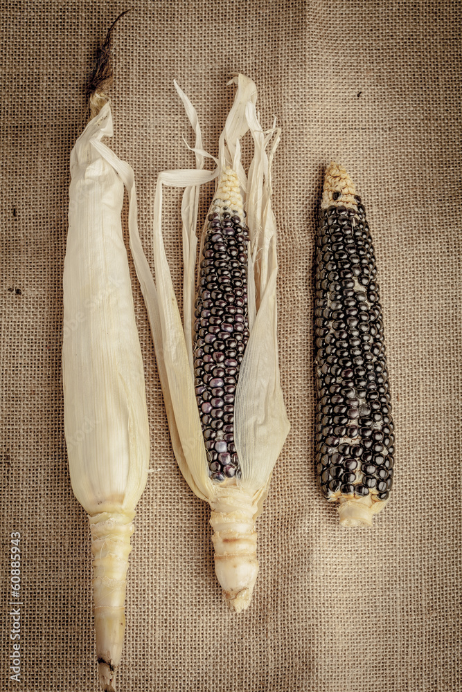 Fototapeta Cob of black-blue corn