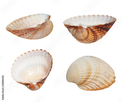 Collection Sea shells isolated on white background