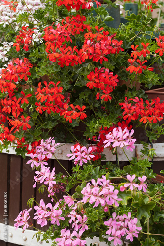 Fototapeta Naklejka Na Ścianę i Meble -  Red garden geranium flowers