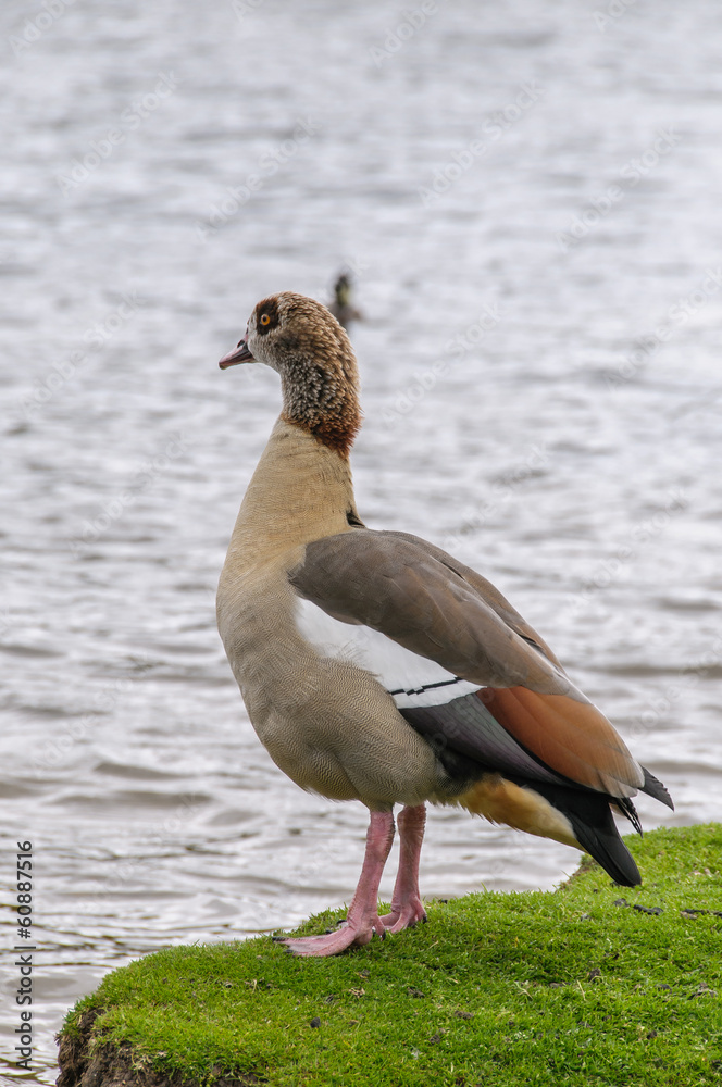 Egyption goose looking at lake