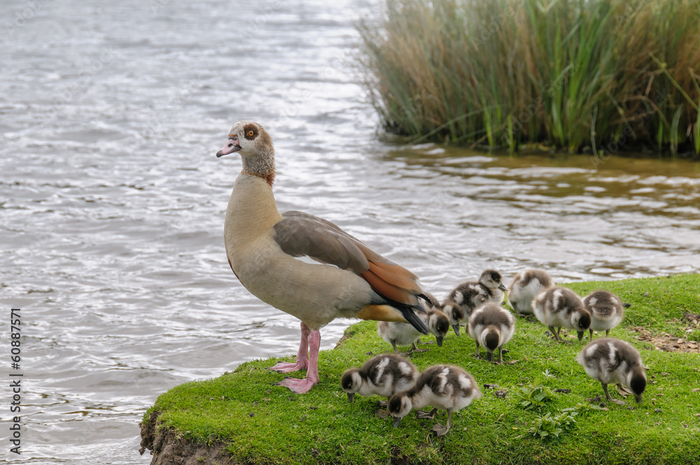 Egyption goose with babies