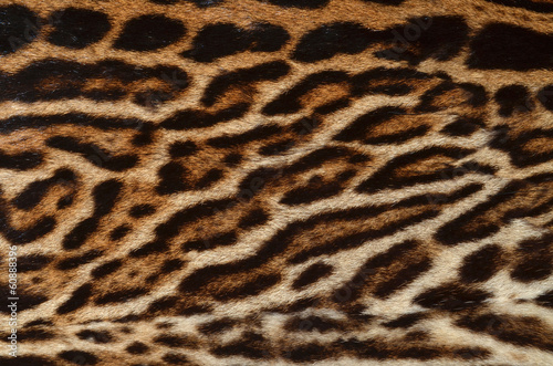 ocelot fur texture