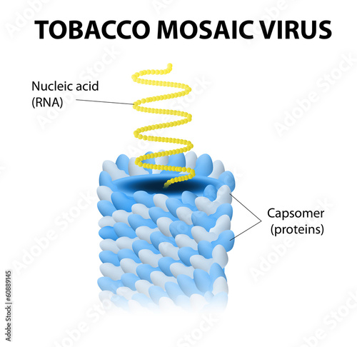 Tobacco mosaic virus