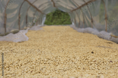 Coffee beans dried in the sun.
