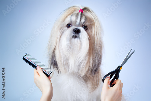 Shih tzu dog grooming photo
