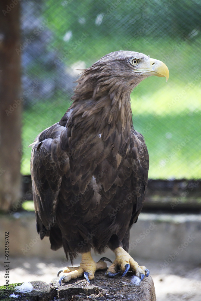 Obraz premium Golden eagle sitting on a log.