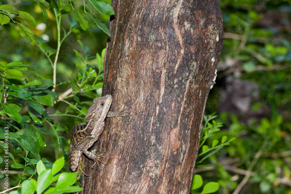 Lizard on a Tree
