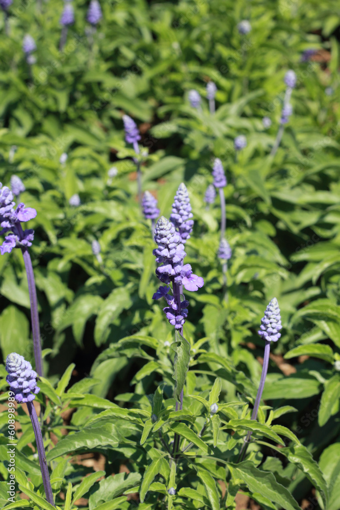 field of purple salvia flowers field of purple salvia flowers