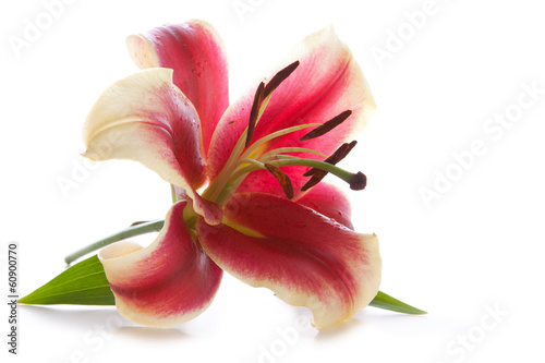 Pink lily isolated on white background. 