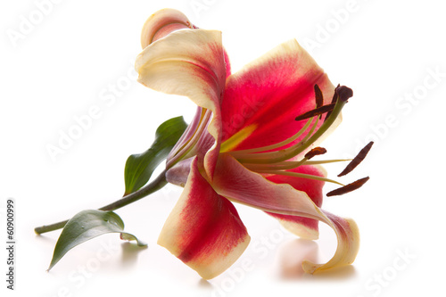 Pink lily isolated on white background. 