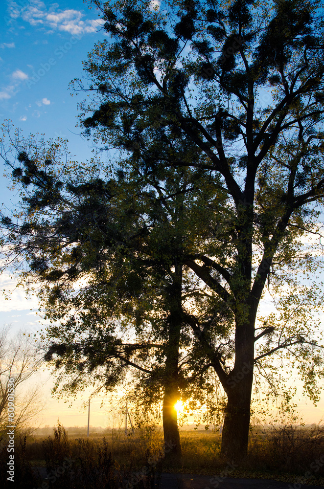 sunset behind a tree