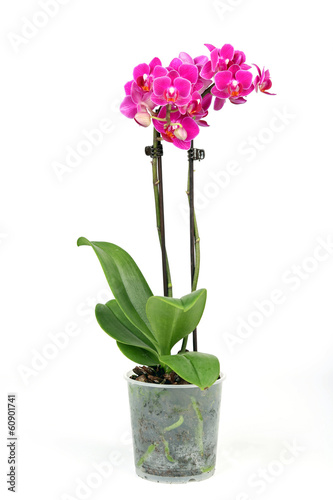 Fototapeta Naklejka Na Ścianę i Meble -  Phalenopsis Orchidee