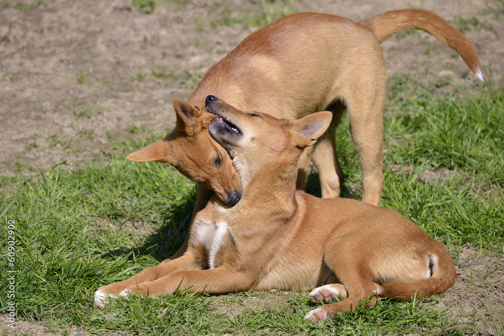 Two young dingos, Canis lupus dingo, playing on grass