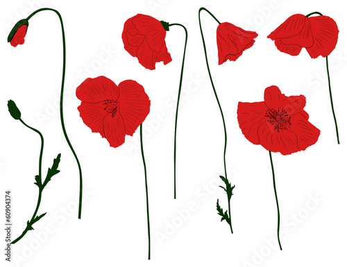 Fototapeta Naklejka Na Ścianę i Meble -  set of red poppy flowers isolated on white