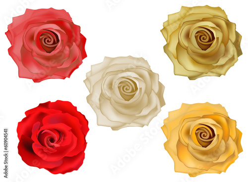 five color rose bloom isolated on white