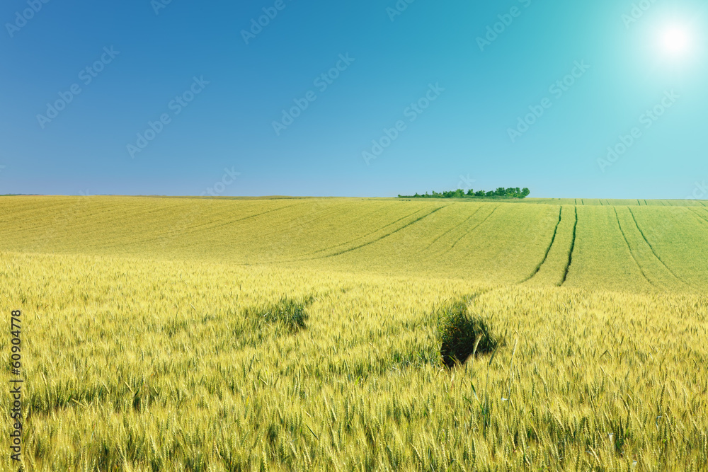 Rolling terrain with fields of wheat at sunny day Rolling terrain with fields of wheat at sunny day