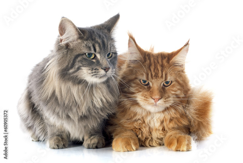 maine coon cats