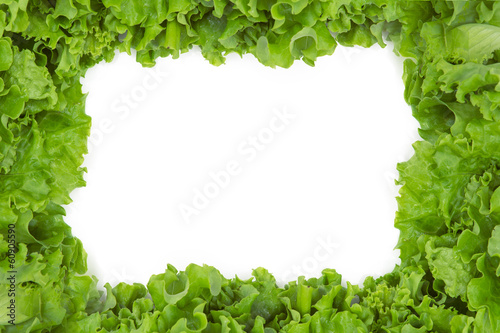 Close up of lettuce in frame shape  isolated