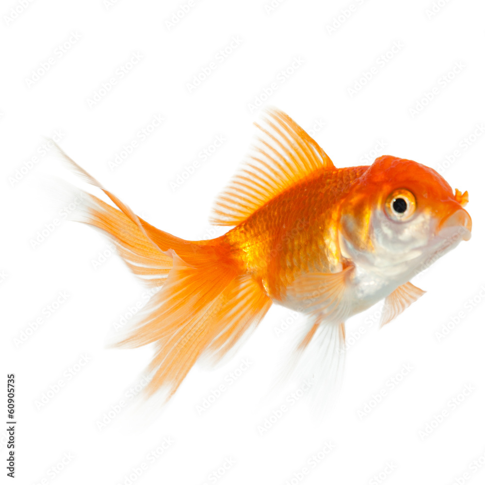 Close up of swimming goldenfish, isolated on white