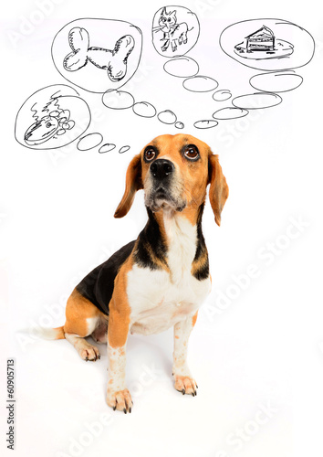 Fototapeta Naklejka Na Ścianę i Meble -  Beagle