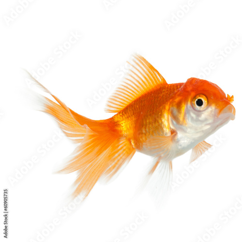 Close up of swimming goldenfish, isolated on white