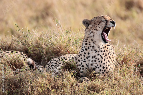Cheetah yawning Masai Mara Reserve Kenya Africa © snaptitude