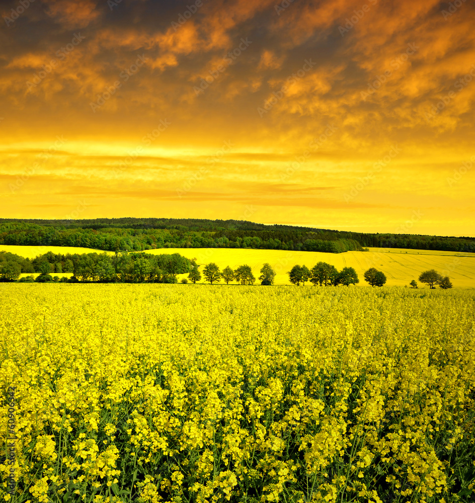 rapeseed field in the sunset