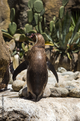 Humboldt penguins (Spheniscus Humboldt) in a zoo photo