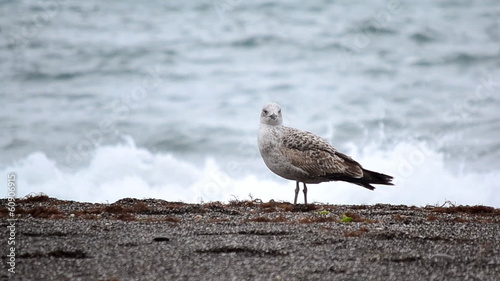 Gull on the shore of a stormy sea.
