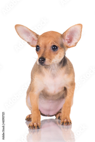 small red puppy with big ears