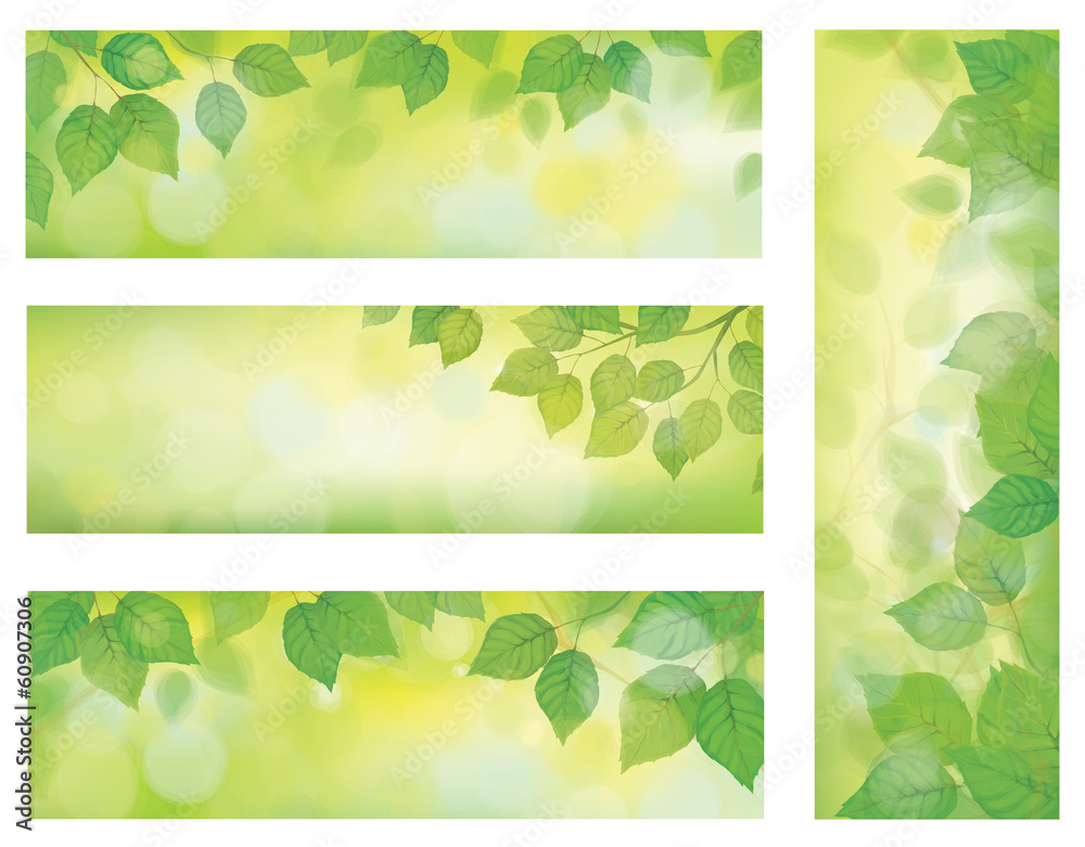Vector nature banners, branch of birch tree with green leaves on