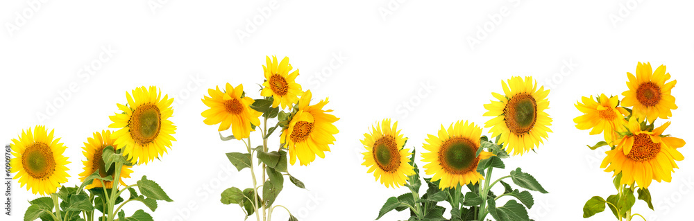 Naklejka premium Sunflowers isolated on white