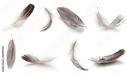 Collage of fluffy feathers isolated on white