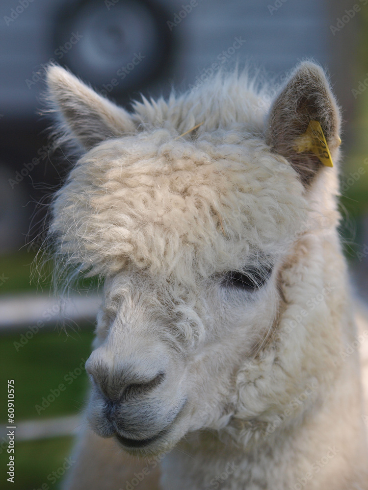 Alpaca Headshot