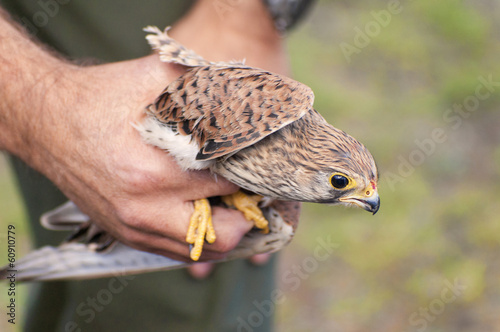 Bild auf Leinwand Common Kestrel (Falco tinnunculus) injured in the hands of a veterinarian