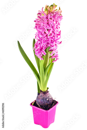 Flowering hyacinth