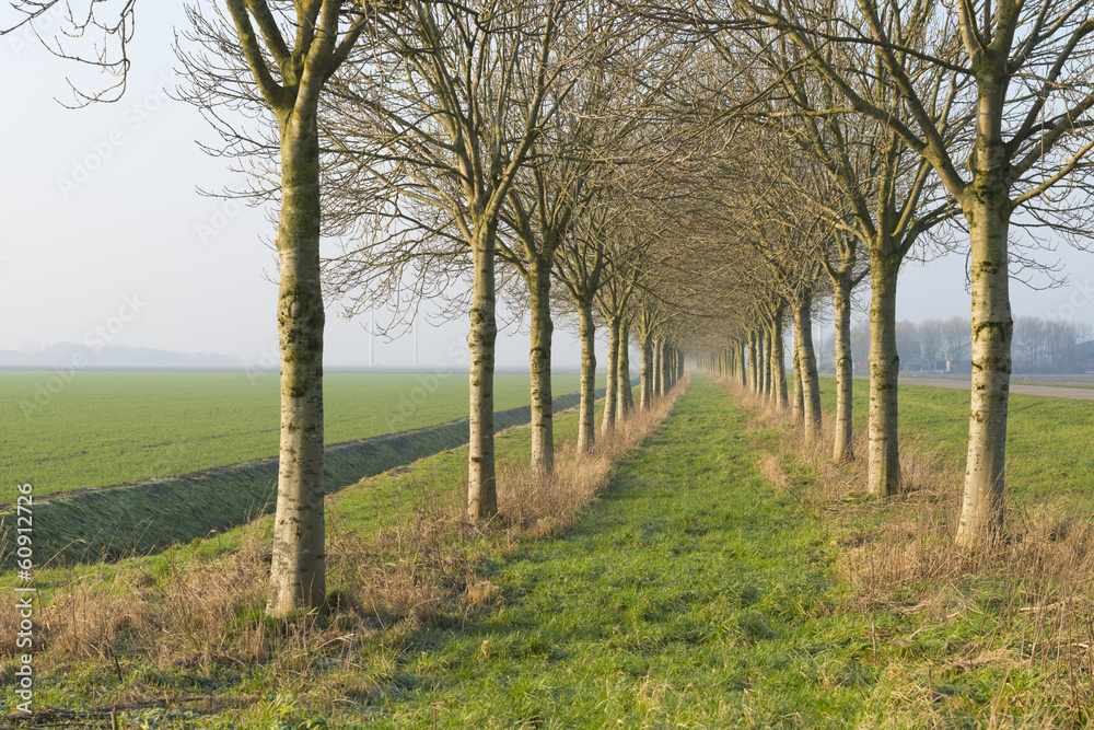 Double row of trees along a field
