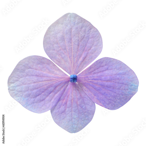 Single Purple Hydrangea Flower Isolated photo