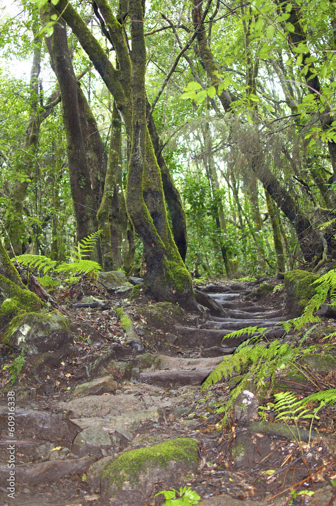 Wandern im Nebelwald und National Park Garayonay auf der Insel La Gomera Wandern im Nebelwald und National Park Garayonay auf der Insel La Gomera