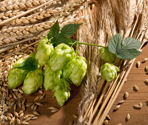 Hop Cones And Barley