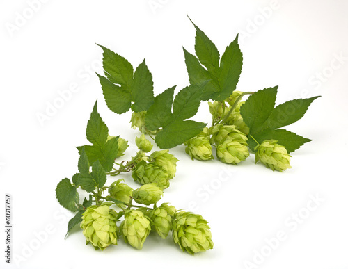 hop cones isolated