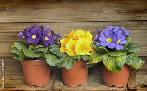 Wallpaper Mural primevères  sur fond en bois Torontodigital.ca