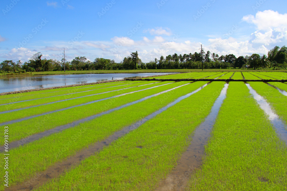 Rice field in Philippinian country side