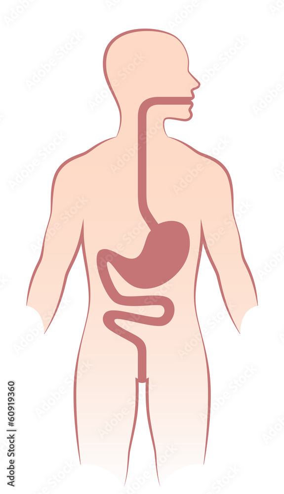 Fototapeta premium Human stomach