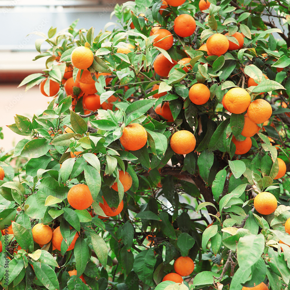 Oranges on the trees in the streets of Athens