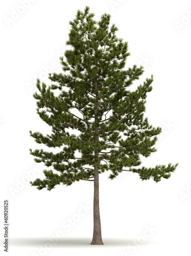 Single Pine Tree